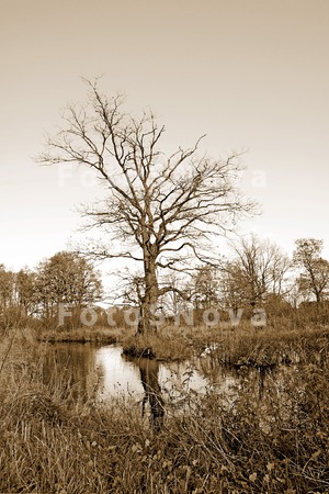 autumn_backdrop_beautiful_bran