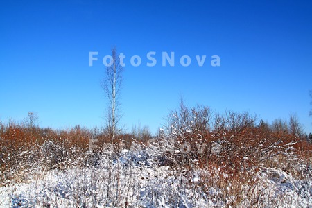 winter_tree_frost_bush_snow_co
