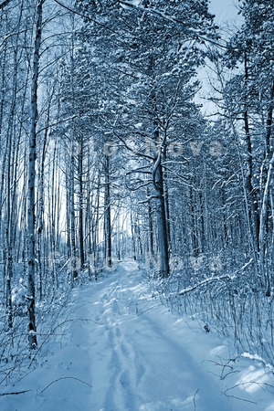 blue_branch_calm_clean_cold_co
