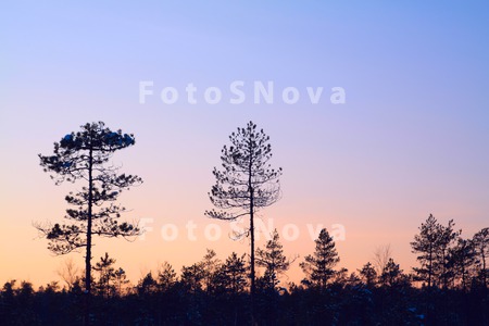 tree_pine_forest_growth_nature