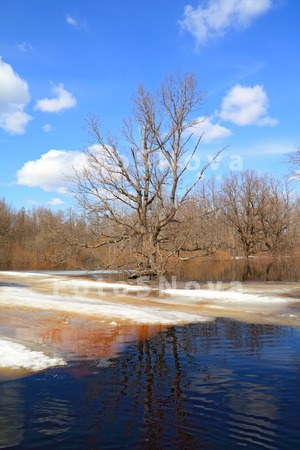 air_backgrounds_beach_birch_bl