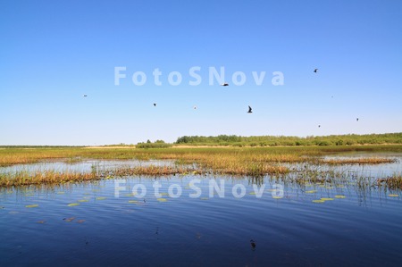 sky_water_bird_seagulls_beach_