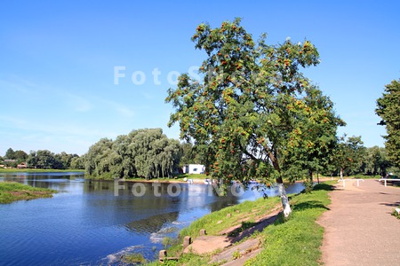 tree_ripe_berry_red_rowanberry