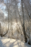 пейзаж,_зима,_лес