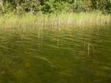 вода,_зеленая,_оз