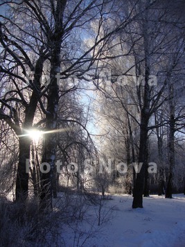 Winter,_trees,_sunshine,_snow,