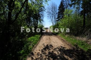 лес,_тропинка,_до