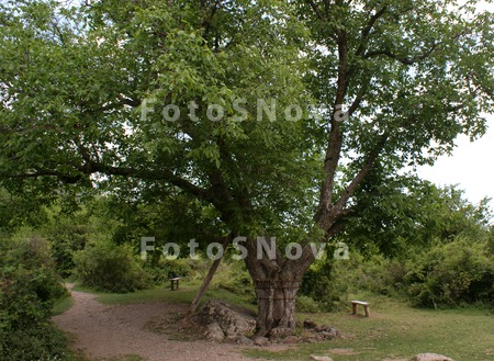 znamenitoe,_staroe,_derevo,_ur