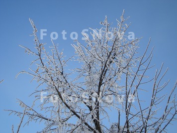 Iney_tolstyi_pushistyiy_zima_l
