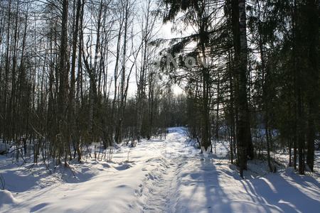Komi,_Sever,_vesna,_peyzaj,_ma