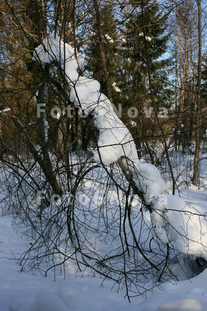 Komi,_Sever,_vesna,_peyzaj,_ma