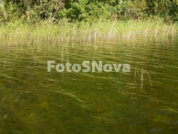 вода,_зеленая,_оз