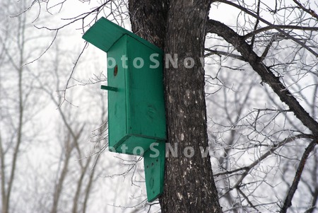 skvorechnik,_zelenyiy,_novyiy,