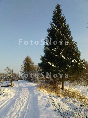 zima_moroz_doroga_elka_peyzaj