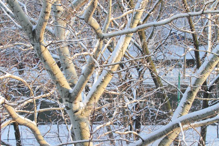 vetki,_derevo,_sneg,_krasivyiy