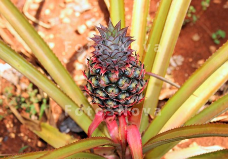 ananas,_gryadka,_sad,_plantats