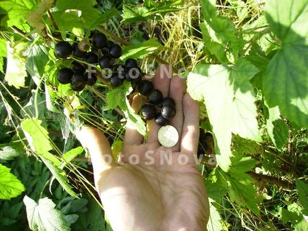 sort_Titaniya,_mulchirovanie_p