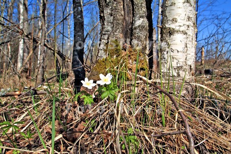 snowdrop_white_spring_green_fl