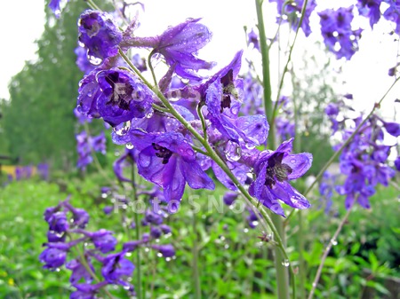 background_beautiful_bloom_blo