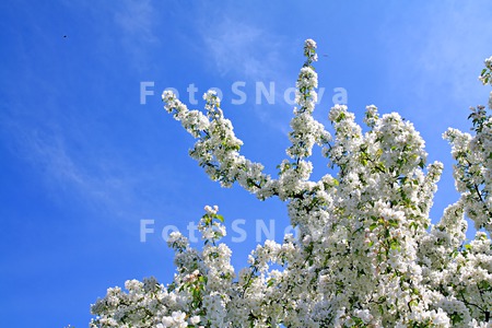 aple_apricot_background_beauti