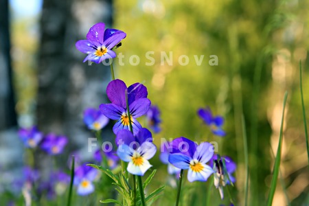 flower_violet_purple_spring_su