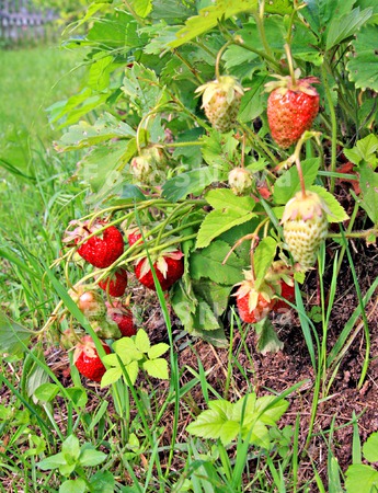 strawberry_food_red_healthy_fr