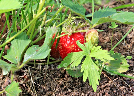 strawberry_food_red_healthy_fr
