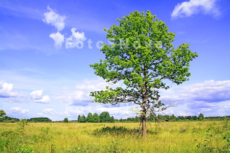 afternoon_backdrop_beautiful_b