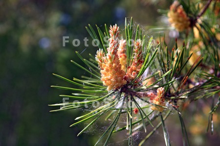 autumn_background_big_biology_