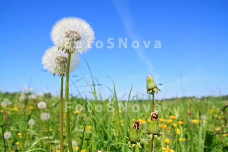 angle_biology_blossom_blowball