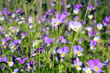 affectionate_background_beauti