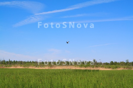 angustifolia_area_autumn_backg