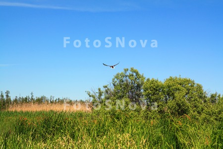 angustifolia_area_autumn_backg