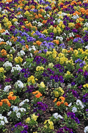 bed_blooming_built_city_citysc