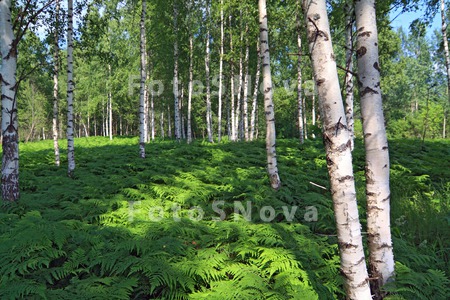 nature_landscape_summer_wood_h
