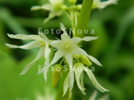 Tsvetyi