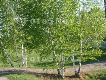 Derevya,_berezyi,_vesna,_zelen
