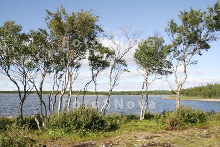berezyi,_karelskie,_severnyie,