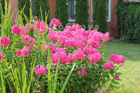 flower;pink;leaf;green;plants