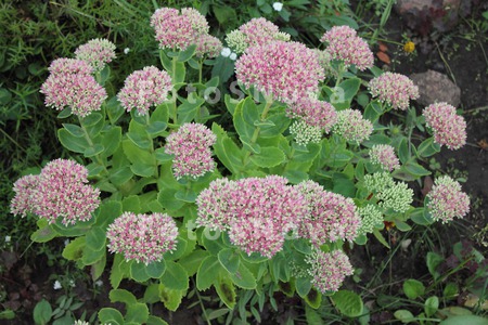flower;white;pink;green;succul