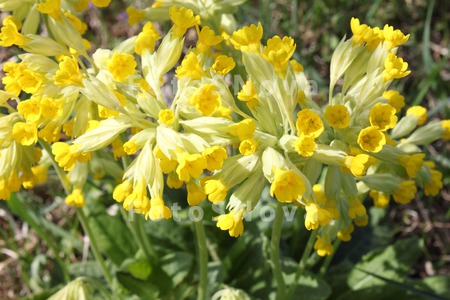 ;Primula;Primrose;flowers;yell