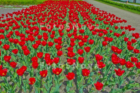 Tulip;_tulips;_flower;_flowers