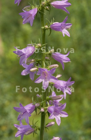bellflower,_campanula,_forest,