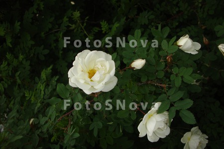 Tsvetuschiy_belyiy_shipovnik