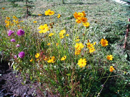 flower,_flower_bed,_flowers,_p