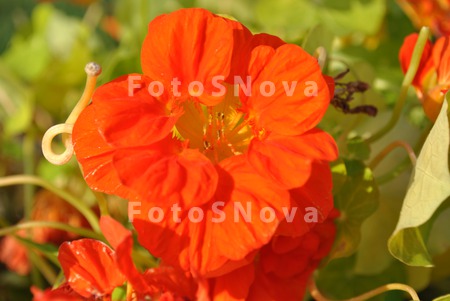 flora_tsvetyi_nasturtsiya_oran