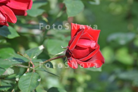 flora_tsvetyi_kust_roza_krasno