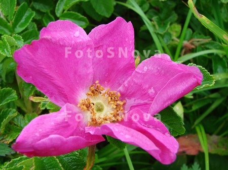 animal_and_flora,_flower,_autu