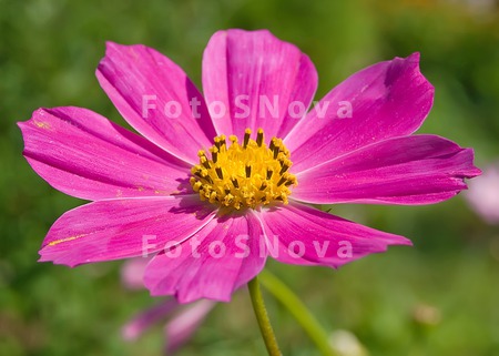 Flower,_cosmos,_pink,_beautifu