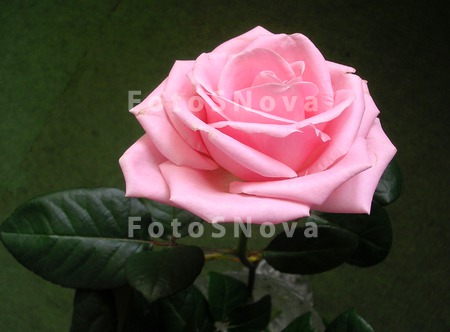 Roza,_rozovyie_rozyi,_tsvetok,